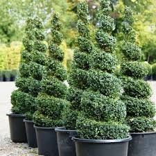 Topiary Plants